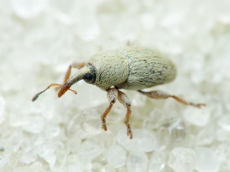 Tychius Germar, 1817